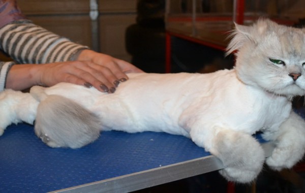 Fluffy is a Chinchilla. He had his matted fur shaved down, nails clipped and ears cleaned.