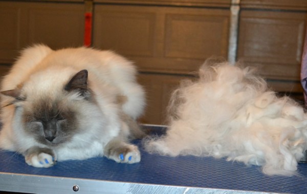 Sebastian is a Ragdoll. He had his matted fur shaved underneth, nails clipped, top of his hair raked, ears cleaned, full set of Blue Softpaw nails caps and purchased this cheeky top from us.