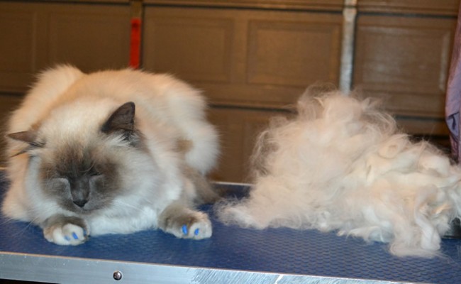 Sebastian is a Ragdoll. He had his matted fur shaved underneth, nails clipped, top of his hair raked, ears cleaned, full set of Blue Softpaw nails caps and purchased this cheeky top from us.