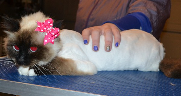 Mittens is a Birman. She had her fur shaved down, nails clipped and ears cleaned.