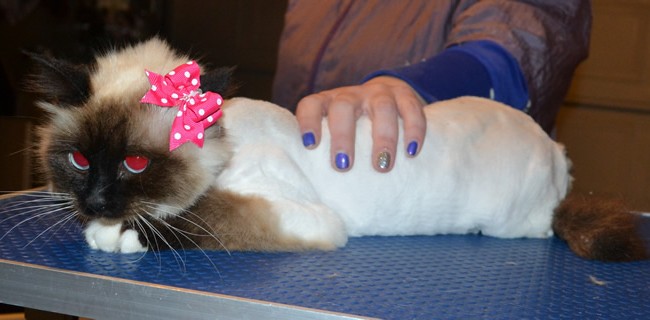 Mittens is a Birman. She had her fur shaved down, nails clipped and ears cleaned.