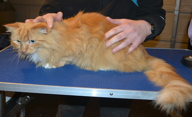 Maggie is a Long Hair Domestic. She had her fur shaved down, nails clipped and ears cleaned.