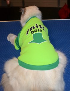 Sebastian is a Ragdoll. He had his matted fur shaved underneth, nails clipped, top of his hair raked, ears cleaned, full set of Blue Softpaw nails caps and purchased this cheeky top from us.