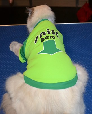 Sebastian is a Ragdoll. He had his matted fur shaved underneth, nails clipped, top of his hair raked, ears cleaned, full set of Blue Softpaw nails caps and purchased this cheeky top from us.