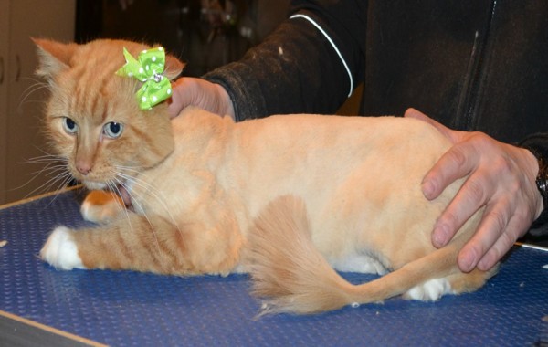 Maggie is a Long Hair Domestic. She had her fur shaved down, nails clipped and ears cleaned.
