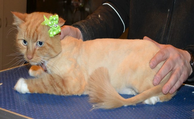 Maggie is a Long Hair Domestic. She had her fur shaved down, nails clipped and ears cleaned.