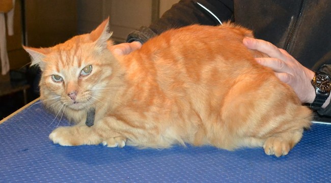 Hector is a Medium Hair Domestic. He had his fur shaved down, nails clipped and ears cleaned.