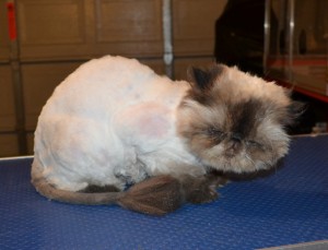 Jinxie is a Himalayan Persian. He had his matted fur shaved down, nails clipped, ears n eyes cleaned and a wash n blow dry.