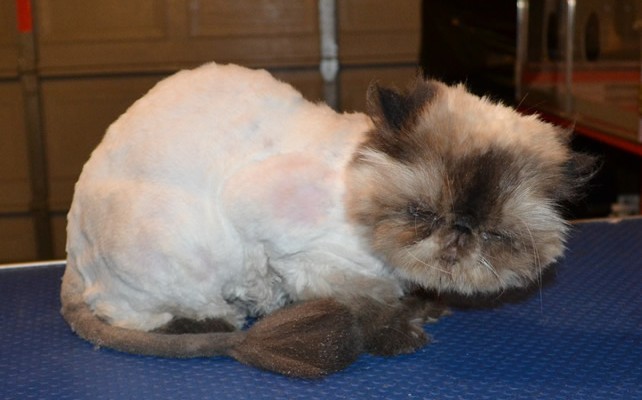Jinxie is a Himalayan Persian. He had his matted fur shaved down, nails clipped, ears n eyes cleaned and a wash n blow dry.