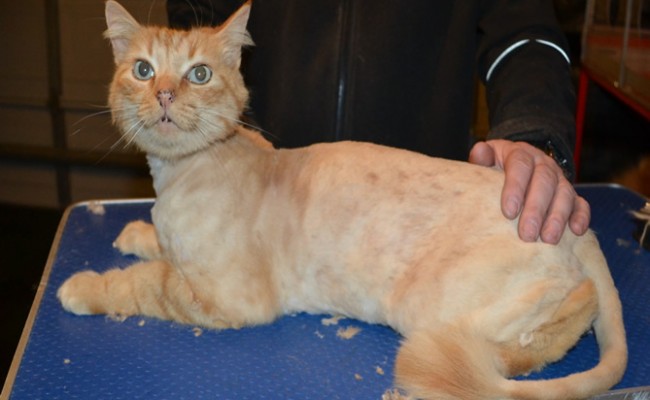 Hector is a Medium Hair Domestic. He had his fur shaved down, nails clipped and ears cleaned.