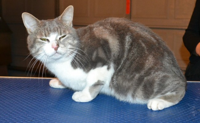 Pickles is a Short Hair Domestic. He had his fur shaved down, nails clipped and ears cleaned.