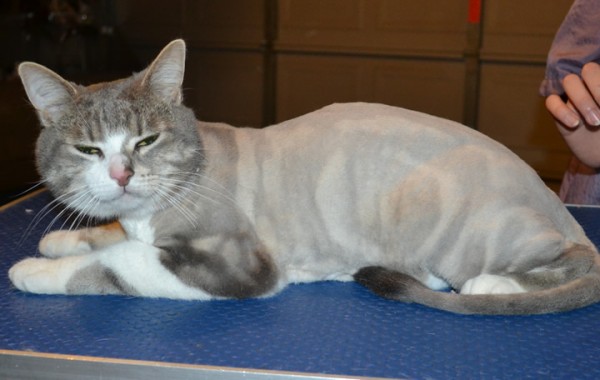 Pickles is a Short Hair Domestic. He had his fur shaved down, nails clipped and ears cleaned.
