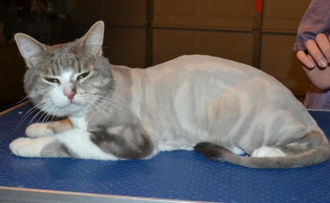 Pickles is a Short Hair Domestic. He had his fur shaved down, nails clipped and ears cleaned.
