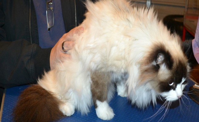 Milo is a Ragdoll. He had his matted fur shaved down, nails clipped and ears cleaned.