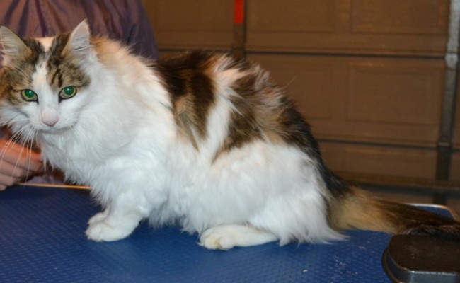 Ashka is a Long Hair Domestic. He had his fur shaved down, nails clipped and ears cleaned.