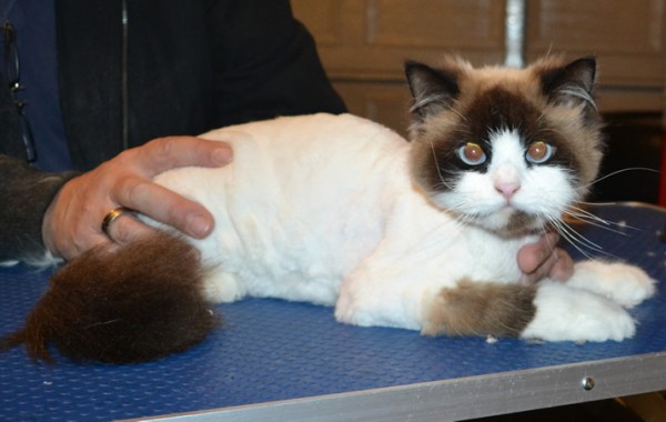 Milo is a Ragdoll. He had his matted fur shaved down, nails clipped and ears cleaned.