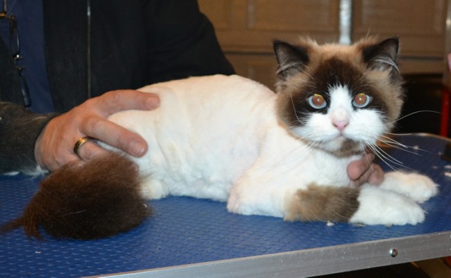 Milo is a Ragdoll. He had his matted fur shaved down, nails clipped and ears cleaned.