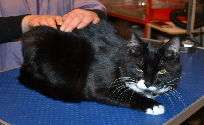 Ollie is a medium hair domestic. He had his nails clipped fur shaved down and ears cleaned.