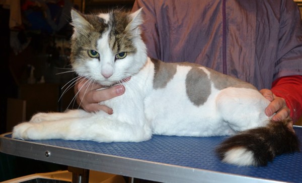 Ashka is a Long Hair Domestic. He had his fur shaved down, nails clipped and ears cleaned.
