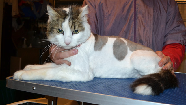 Ashka is a Long Hair Domestic. He had his fur shaved down, nails clipped and ears cleaned.