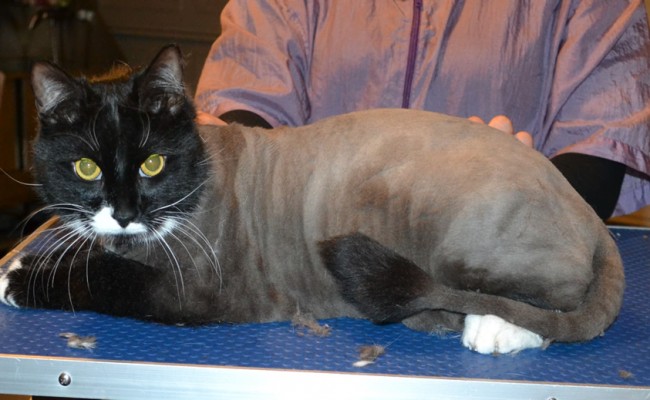 Ollie is a medium hair domestic. He had his nails clipped fur shaved down and ears cleaned.