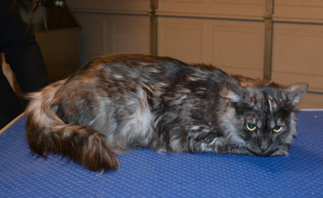 Ivy is a Siberian x Domestic. She had her fur shaved down, nails clipped and ears cleaned.
