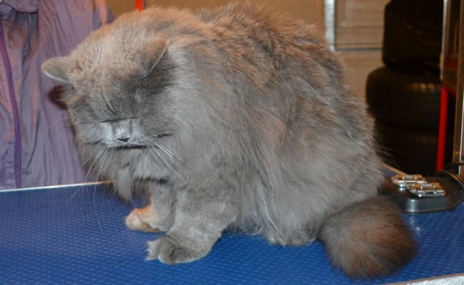 Bones is a British Blue. He had his matted fur shaved down, nails clipped and ears cleaned.