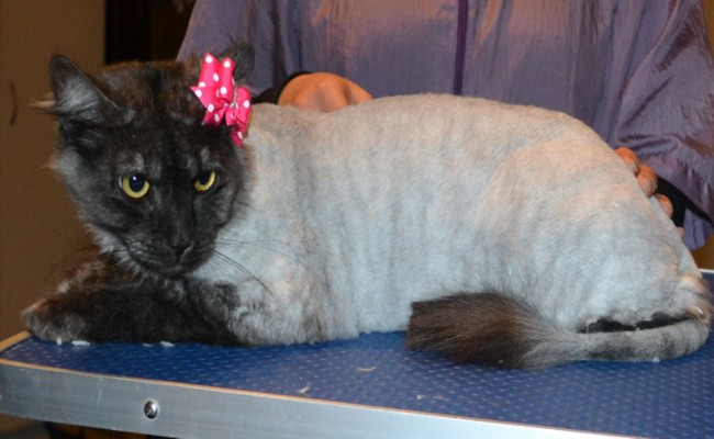 Ivy is a Siberian x Domestic. She had her fur shaved down, nails clipped and ears cleaned.