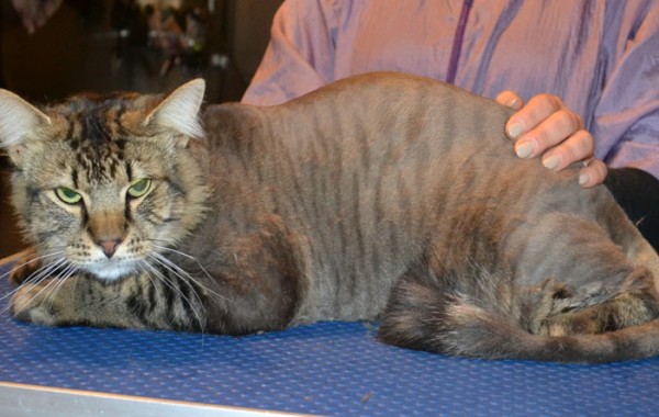 Frankie is a Siberian x Domestic. He had his fur shaved down, nails clipped and ears cleaned.