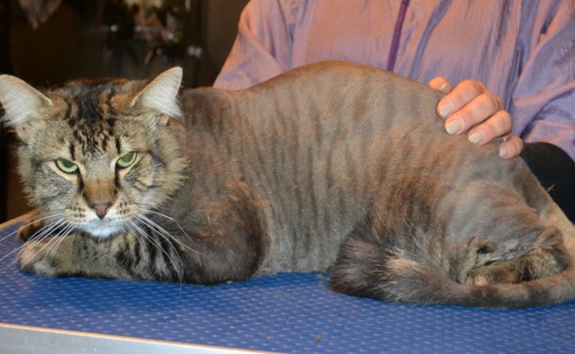 Frankie is a Siberian x Domestic. He had his fur shaved down, nails clipped and ears cleaned.