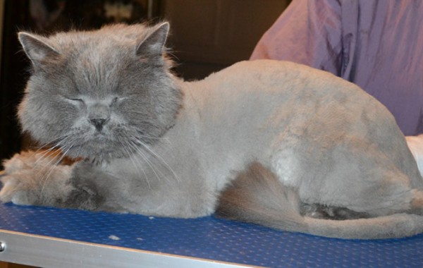 Bones is a British Blue. He had his matted fur shaved down, nails clipped and ears cleaned.