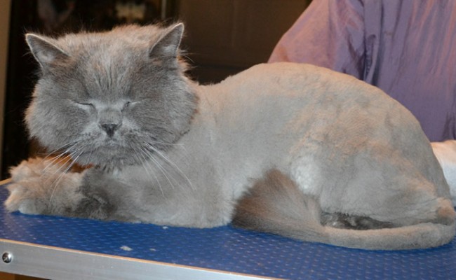 Bones is a British Blue. He had his matted fur shaved down, nails clipped and ears cleaned.