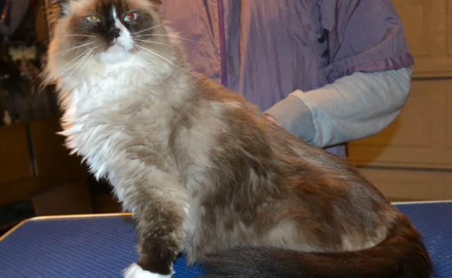 Nya is a Ragdoll. She had her fur shaved down, nails clipped and ears cleaned.