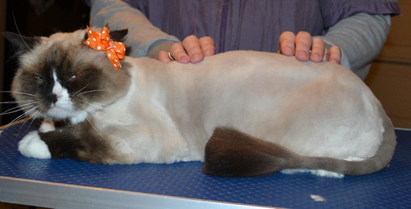 Nya is a Ragdoll. She had her fur shaved down, nails clipped and ears cleaned.