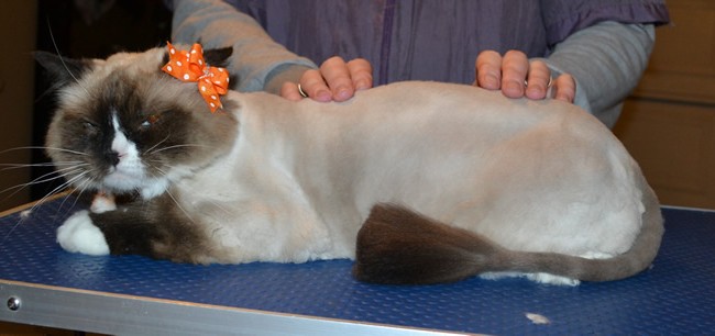 Nya is a Ragdoll. She had her fur shaved down, nails clipped and ears cleaned.
