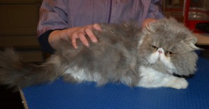 Moe is a Persian. He had his matted fur shaved down, nails clipped, a wash n blow dry and ears cleaned.