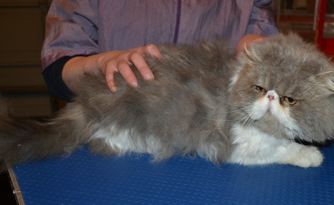 Moe is a Persian. He had his matted fur shaved down, nails clipped, a wash n blow dry and ears cleaned.