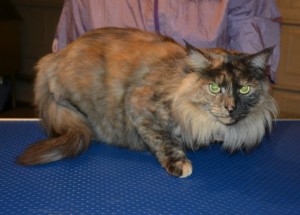 Khoda is a Long Hair Domestic. She had her fur shaved down, nails clipped and ears cleaned.