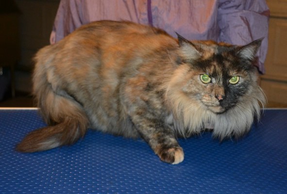 Khoda is a Long Hair Domestic. She had her fur shaved down, nails clipped and ears cleaned.