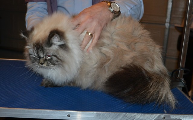 Jasper is a Himalayan X Ragdoll. He had his fur shaved down, nails clipped, ears cleaned and a full set of Softpaw nail caps.