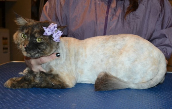 Khoda is a Long Hair Domestic. She had her fur shaved down, nails clipped and ears cleaned.