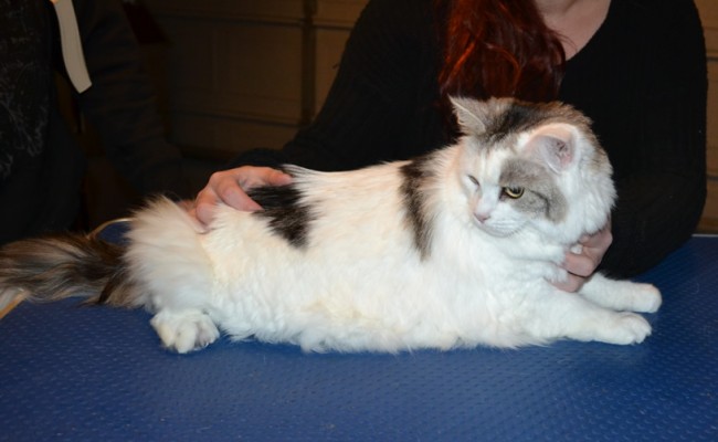 Lollipop is a Medium Hair Domestic. She had her fur shaved down, nails clipped ,ears cleaned and a full set of Hot Pink Softpaw Nail Caps.