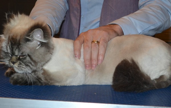 Jasper is a Himalayan X Ragdoll. He had his fur shaved down, nails clipped, ears cleaned and a full set of Softpaw nail caps.