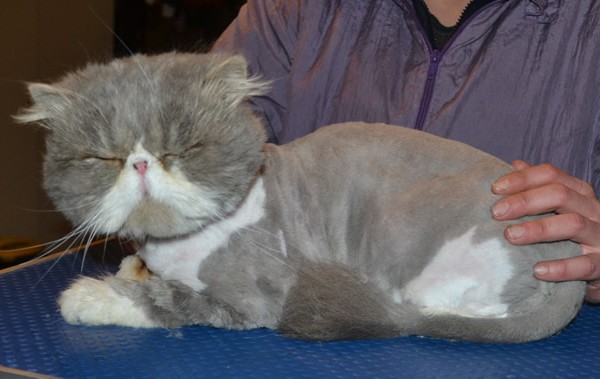 Moe is a Persian. He had his matted fur shaved down, nails clipped, a wash n blow dry and ears cleaned.