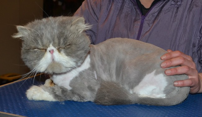 Moe is a Persian. He had his matted fur shaved down, nails clipped, a wash n blow dry and ears cleaned.