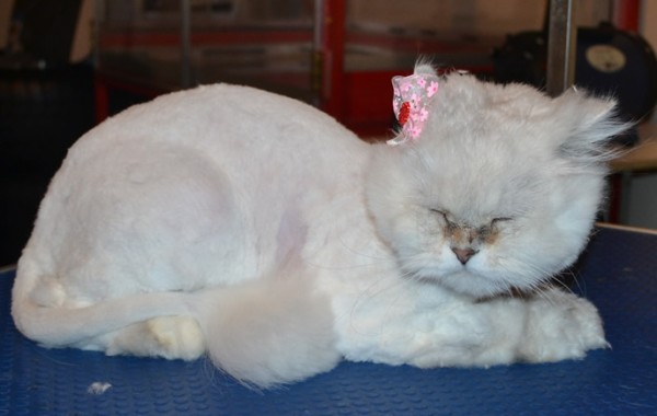 Soultana is a Chinchilla. She had her matted fur shaved down, nails clipped, ears and eyes cleaned, a wash n blow dry and purchased a woollen pick jumper from us.