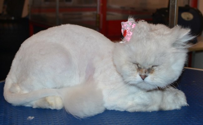 Soultana is a Chinchilla. She had her matted fur shaved down, nails clipped, ears and eyes cleaned, a wash n blow dry and purchased a woollen pick jumper from us.