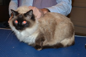 Lottie is a Ragdoll. She had her fur shaved down, nails clipped, ears cleaned and a full set of Pink Softpaw nail caps.