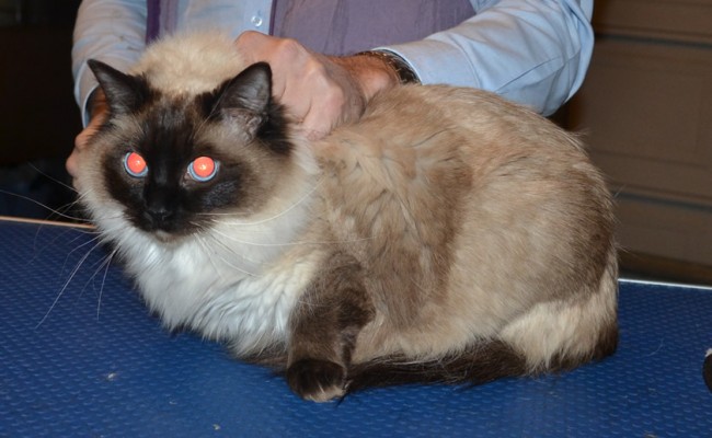 Lottie is a Ragdoll. She had her fur shaved down, nails clipped, ears cleaned and a full set of Pink Softpaw nail caps.