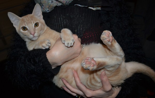 Simba is a Burmese. He came in for a full set of Silver Glitter Softpaws